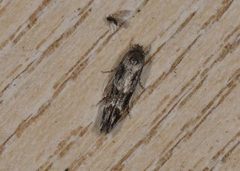 Kentish Cosmet (Mompha sturnipennella)
