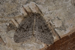 Autumnal Moth (Epirrita autumnata)