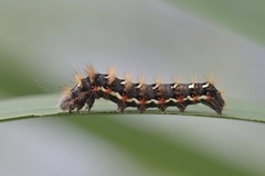 Syrekveldfly (Acronicta rumicis)