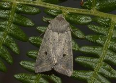 Red-line Quaker (Agrochola lota)