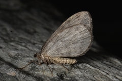 Autumnal Moth (Epirrita autumnata)