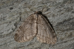Autumnal Moth (Epirrita autumnata)