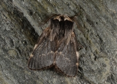 December Moth (Poecilocampa populi)