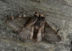 December Moth (Poecilocampa populi)