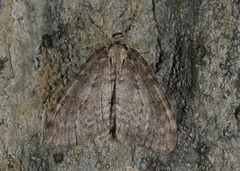 Fjellbjørkemåler (Epirrita autumnata)