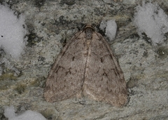 Autumnal Moth (Epirrita autumnata)