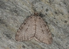 Autumnal Moth (Epirrita autumnata)