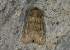 Brindled Ochre (Dasypolia templi)