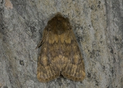 Brindled Ochre (Dasypolia templi)