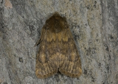 Tempelfly (Dasypolia templi)