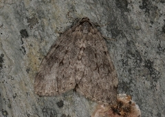 Autumnal Moth (Epirrita autumnata)