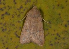 Bølgelinjet høstfly (Agrochola circellaris)