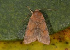 Flounced Chestnut (Agrochola helvola)