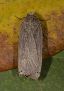 Large Yellow Underwing (Noctua pronuba)