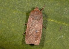 Variabelt flatfly (Conistra vaccinii)