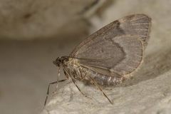 Common Marbled Carpet (Dysstroma truncata)