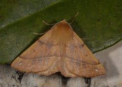 Feathered Thorn (Colotois pennaria)