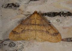 Scarce Umber (Agriopis aurantiaria)