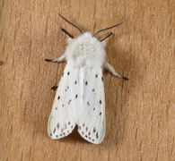 White Ermine (Spilosoma lubricipeda)