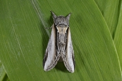 Swallow Prominent (Pheosia tremula)