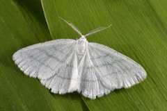 Common White Wave (Cabera pusaria)