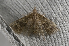 Many-plumed Moth (Alucita hexadactyla)