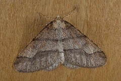 Vårfrostmåler (Agriopis marginaria)