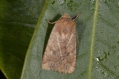 The Chestnut (Conistra vaccinii)