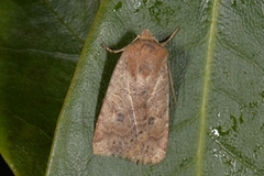 Variabelt flatfly (Conistra vaccinii)