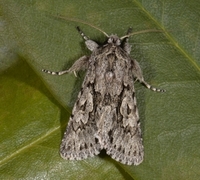 Early Grey (Xylocampa areola)