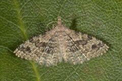 Many-plumed Moth (Alucita hexadactyla)