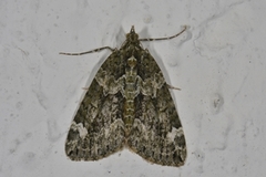 Red-green Carpet (Chloroclysta siterata)