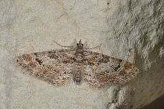 Double-striped Pug (Gymnoscelis rufifasciata)