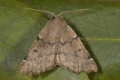 Scalloped Hazel (Odontopera bidentata)