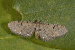 Humledvergmåler (Eupithecia assimilata)