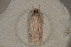 Depressaria radiella