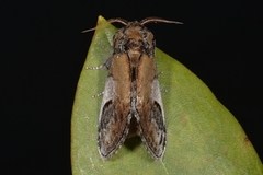 Pebble Prominent (Notodonta ziczac)