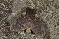 Iron Prominent (Notodonta dromedarius)