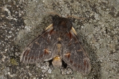 Dromedartannspinner (Notodonta dromedarius)