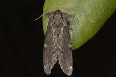 Large Dark Prominent (Notodonta torva)