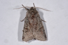 Red Chestnut (Cerastis rubricosa)