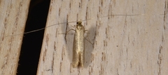 Large Long-horn (Nematopogon swammerdamella)
