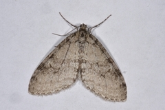 Early Tooth-striped (Trichopteryx carpinata)