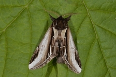 Bjørketannspinner (Pheosia gnoma)