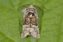 Nut-tree Tussock (Colocasia coryli)