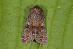 Broom Moth (Ceramica pisi)