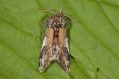 Pebble Prominent (Notodonta ziczac)