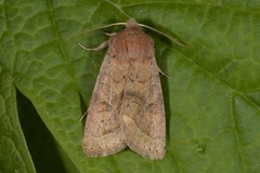 Tverrlinjet seljefly (Orthosia cerasi)