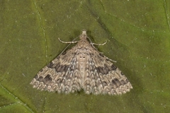 Many-plumed Moth (Alucita hexadactyla)