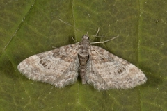 Double-striped Pug (Gymnoscelis rufifasciata)
